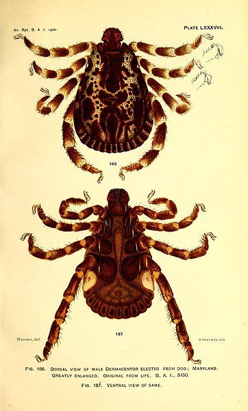 Two photographs of cattle ticks