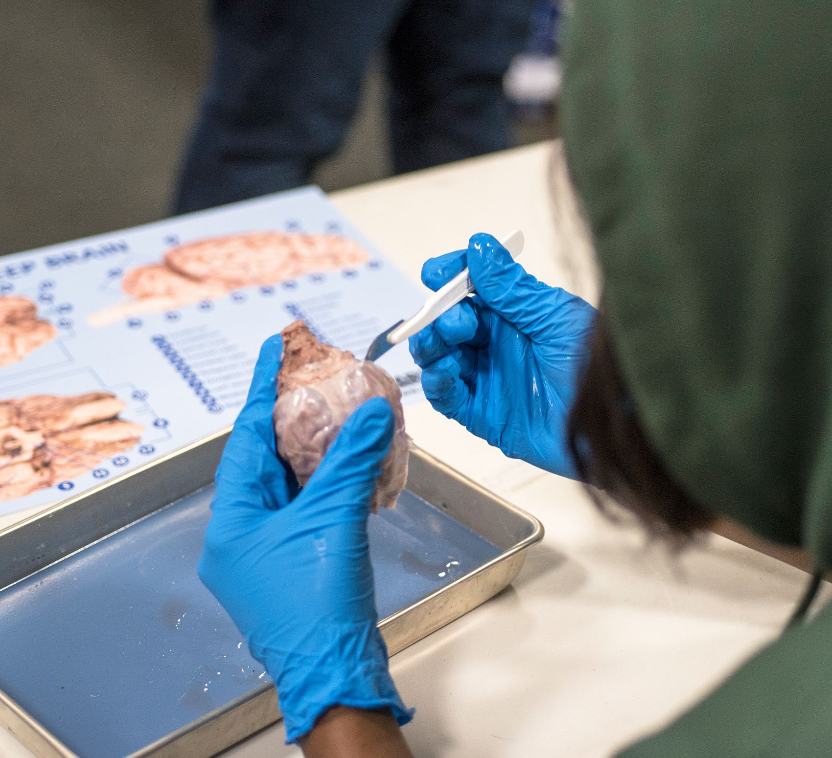 Student in blue gloves dissecting sheep's brain