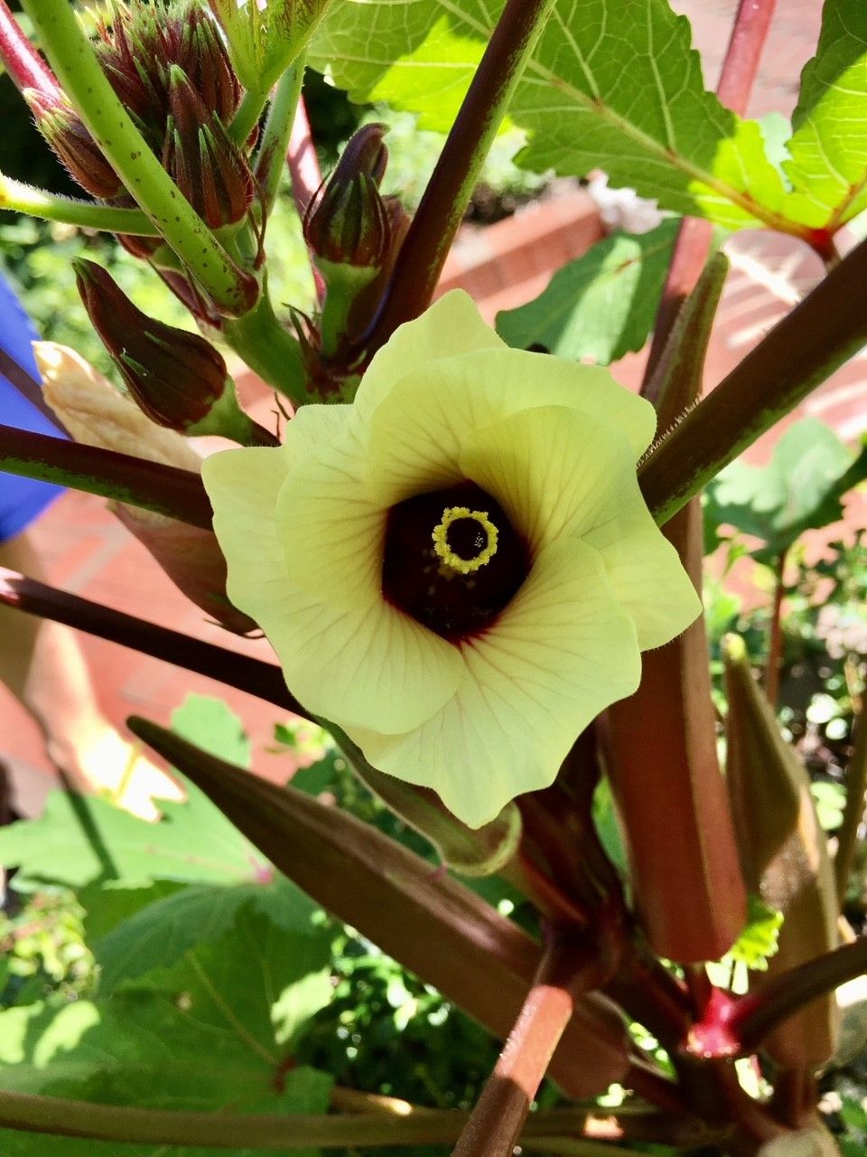 A yellow okra blossom with several dark red okra pods.