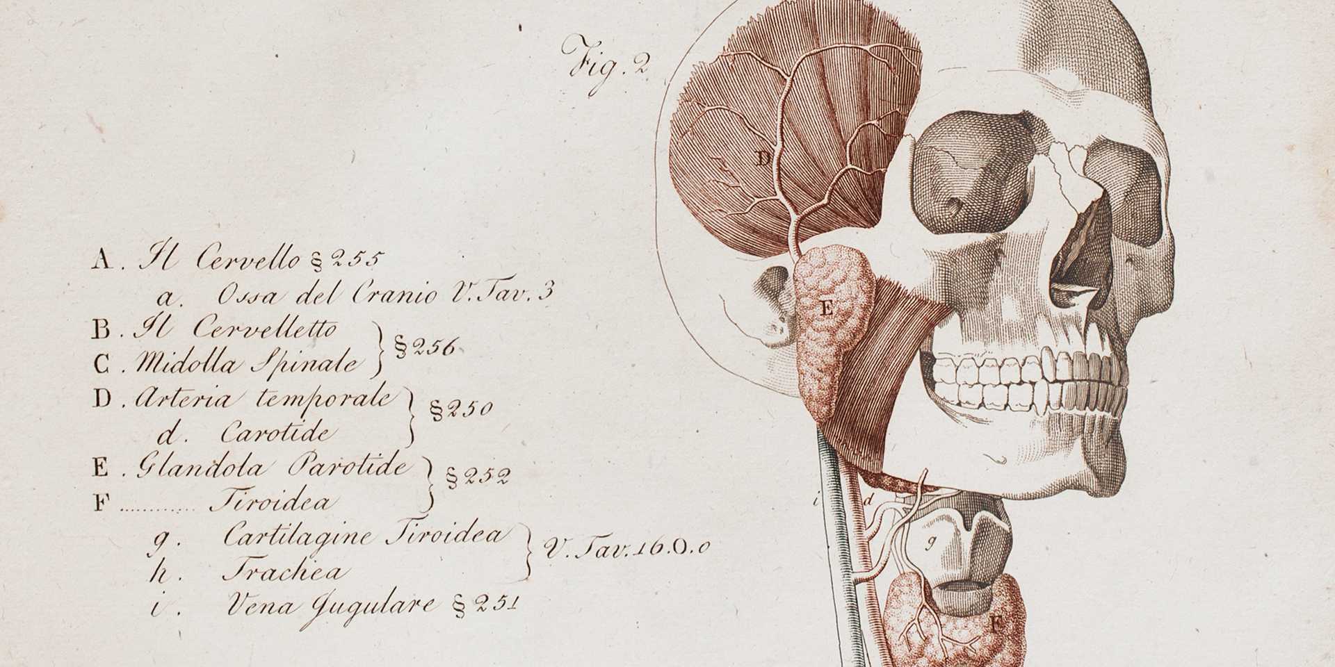 Anatomical illustration of skull and neck with labels