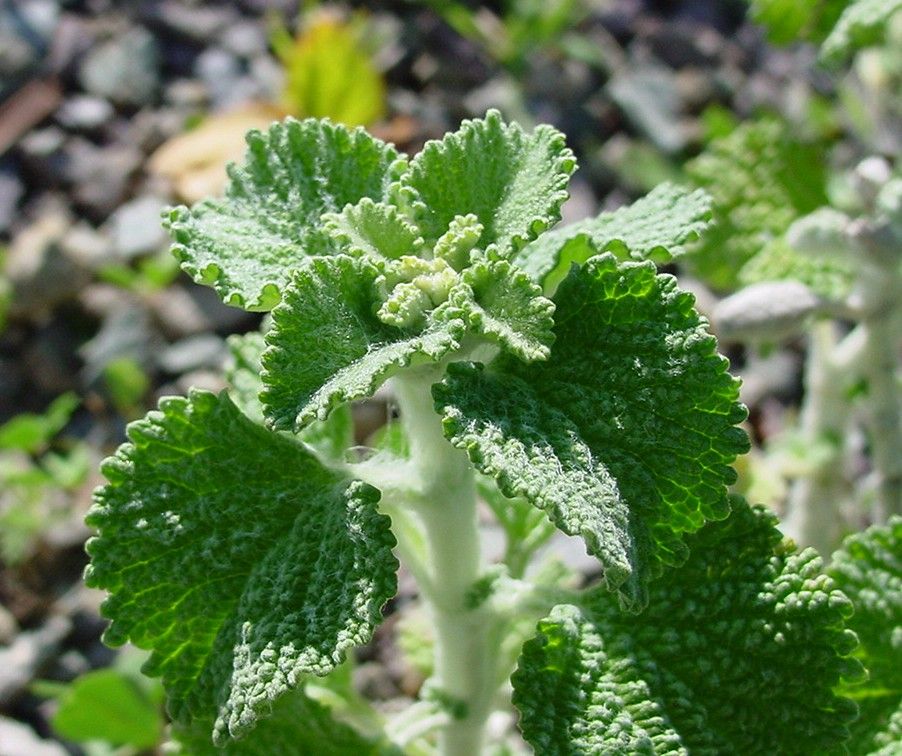 A close-up view of a horehound plant with a pale green stalk and bumpy dark green leaves. 