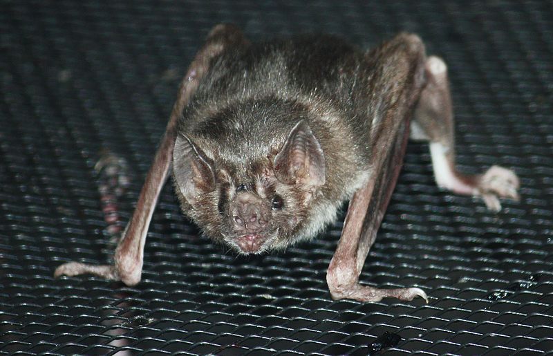 Photograph of vampire bat from the Louisville Zoo 