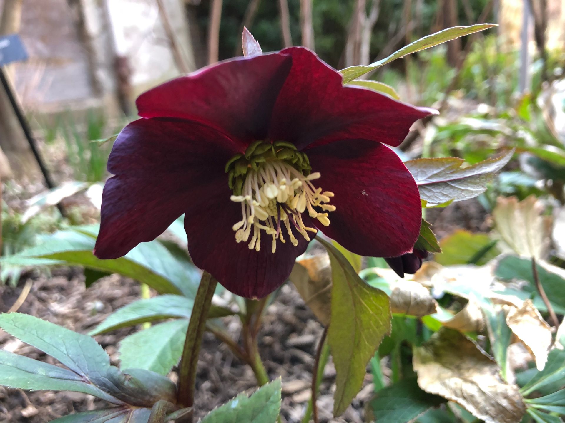 A closeup of a hellebore flower