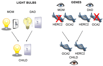 Illustration of how dominant and recessive genes work with regard to human eye color