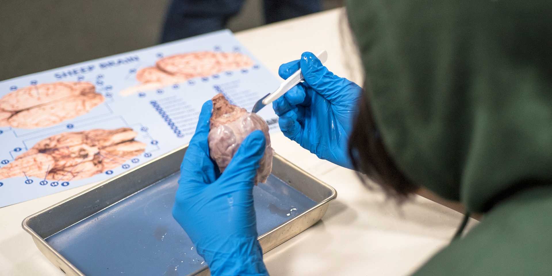 Student in blue gloves dissecting sheep's brain