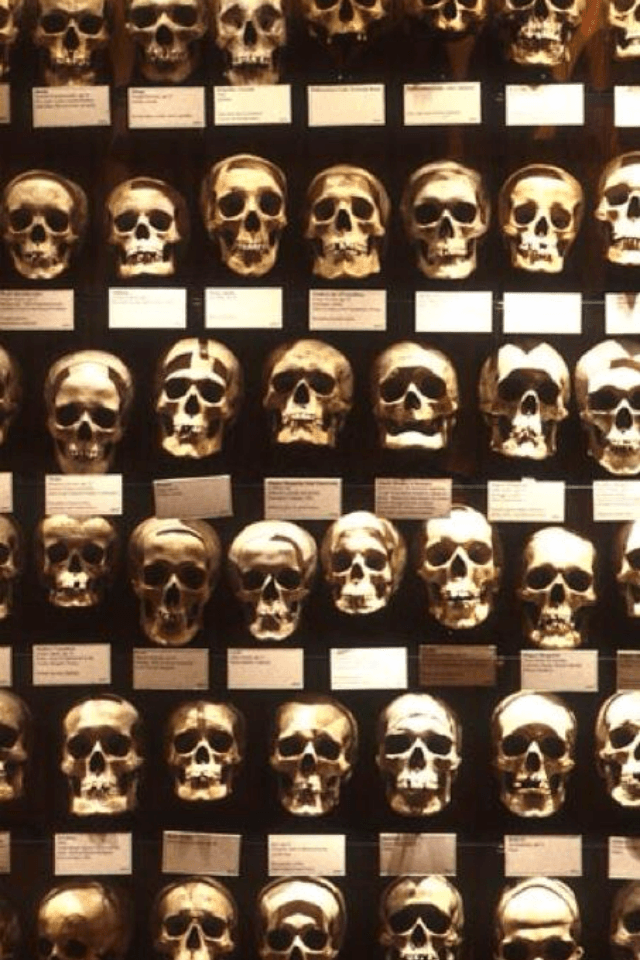 Image of the Hyrtl Skull Collection at the Mütter Museum