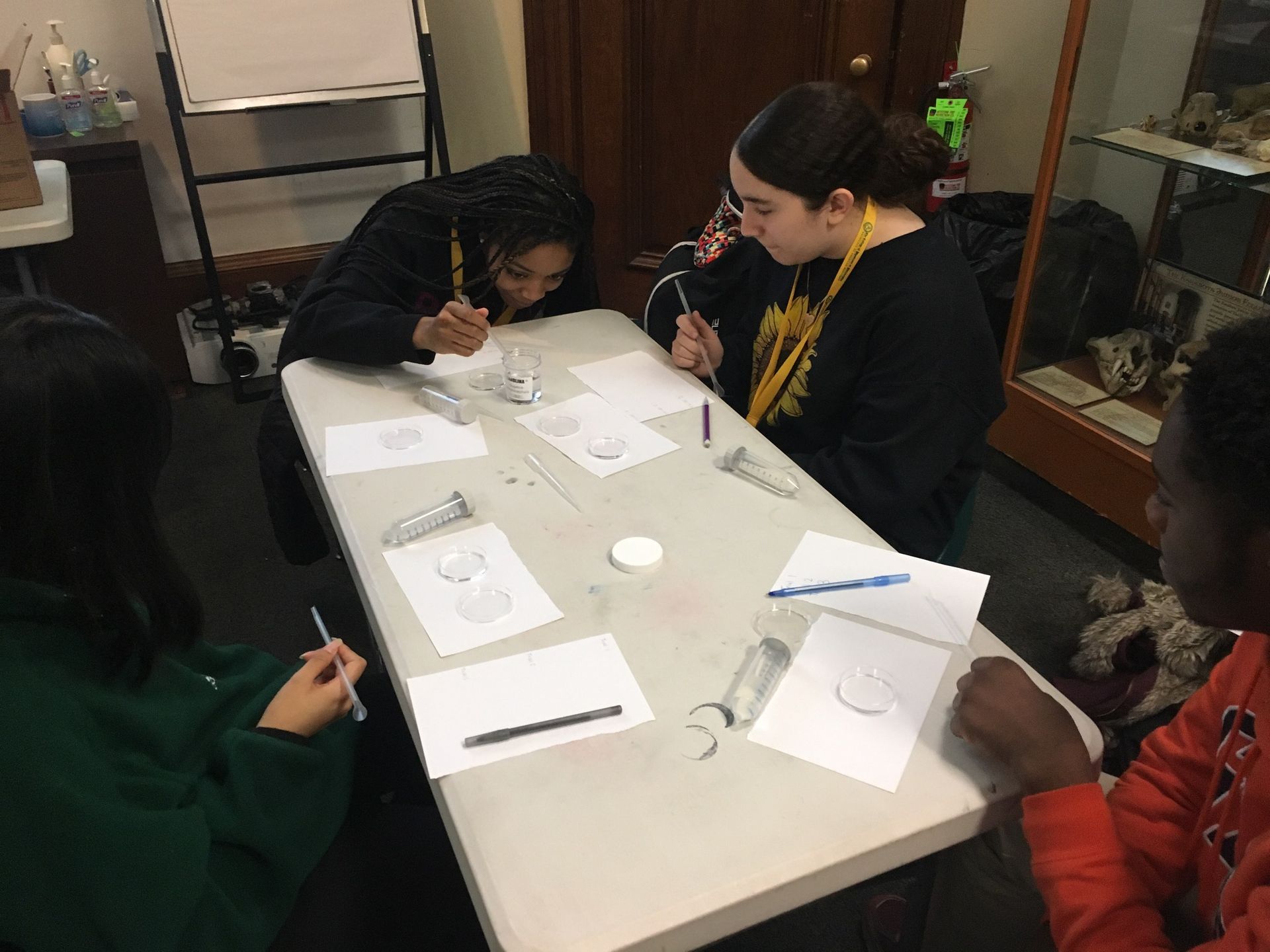 Students in the Karabots Junior Fellows program examine planarians in petri dishes. 