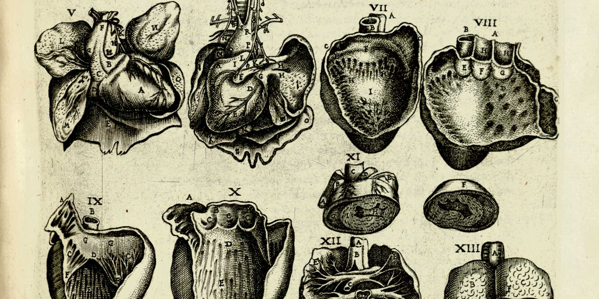 Weathered anatomical illustration of hearts and lungs