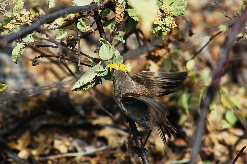 Photograph of a vampire finch in flight