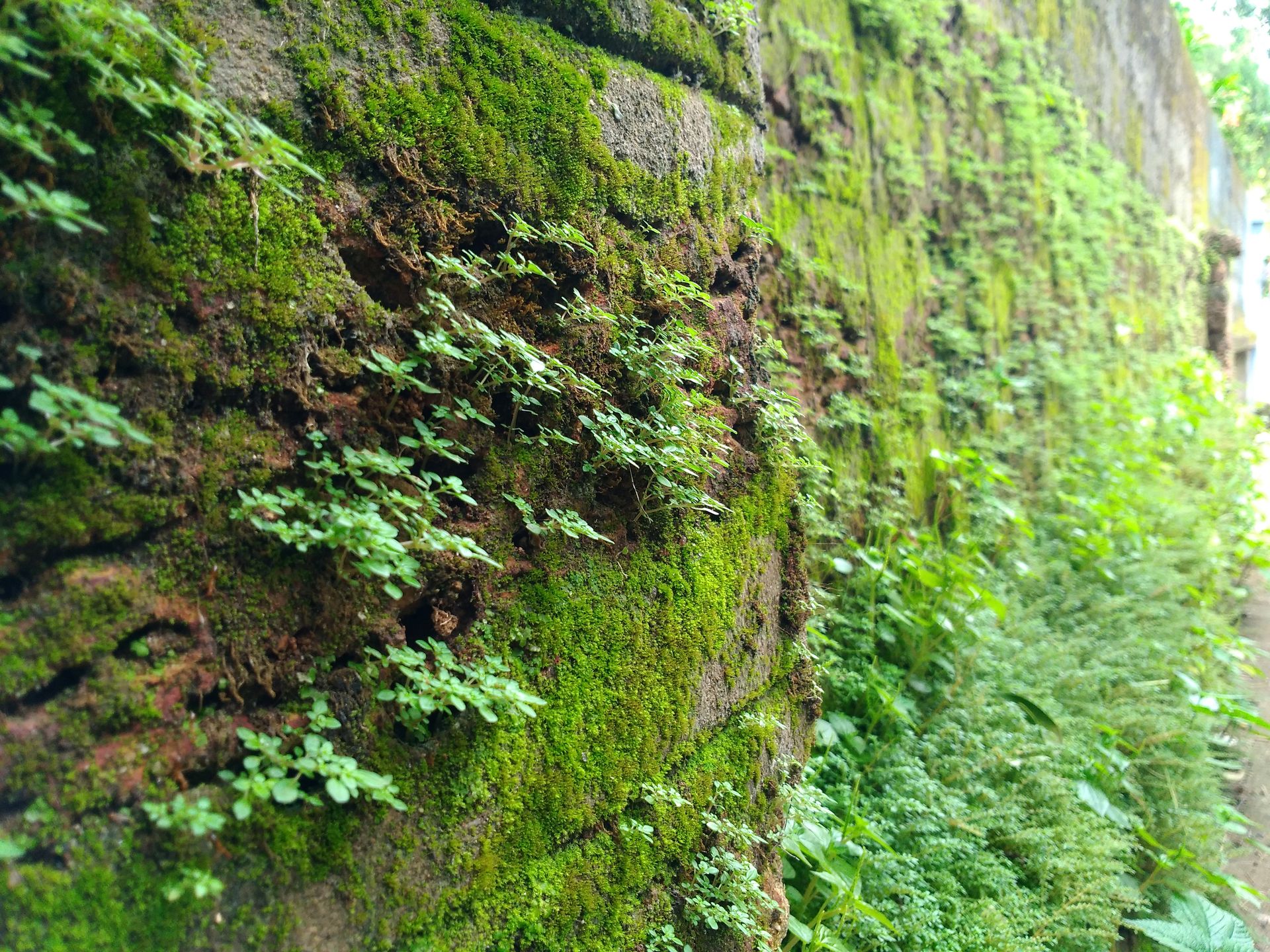 Photograph of plants growing out of a mossy, stone wall.