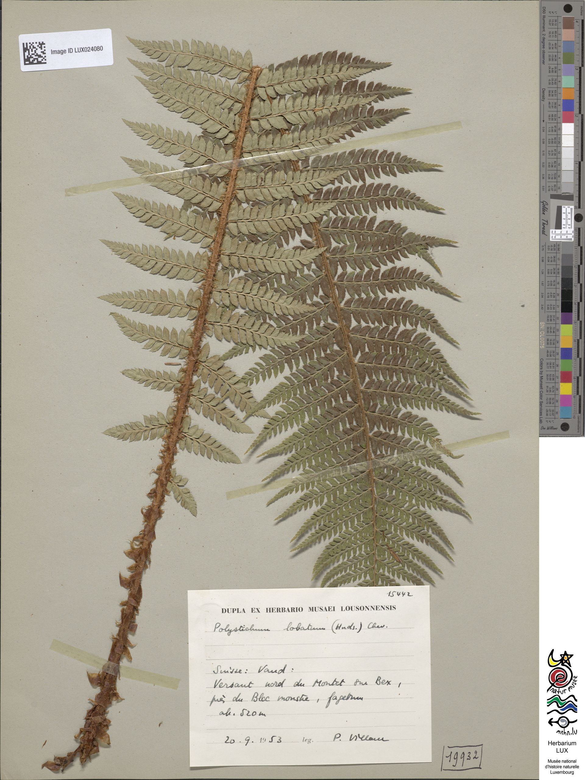 Professional herbarium sheet of a fern branch