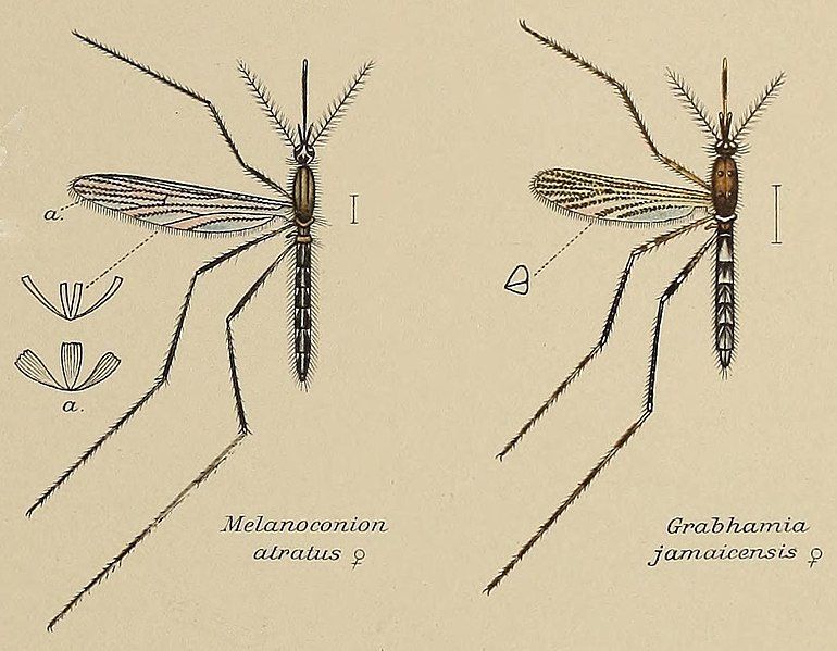 Cross section of a mosquito