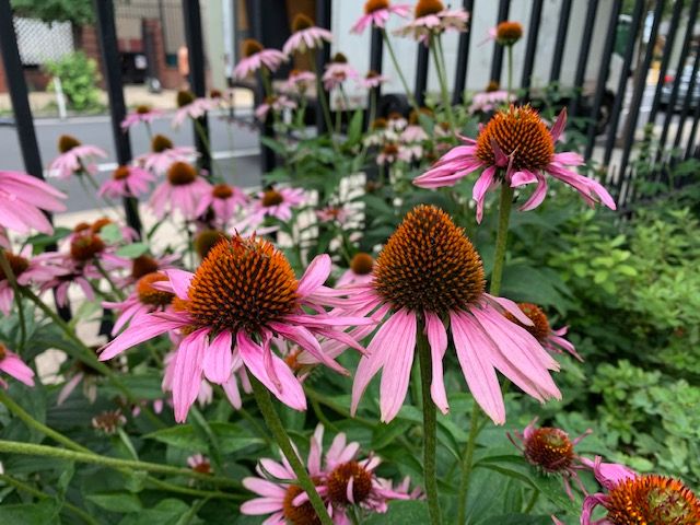 Coneflower blossoms with pale pink petals and dark red and orange centers.  