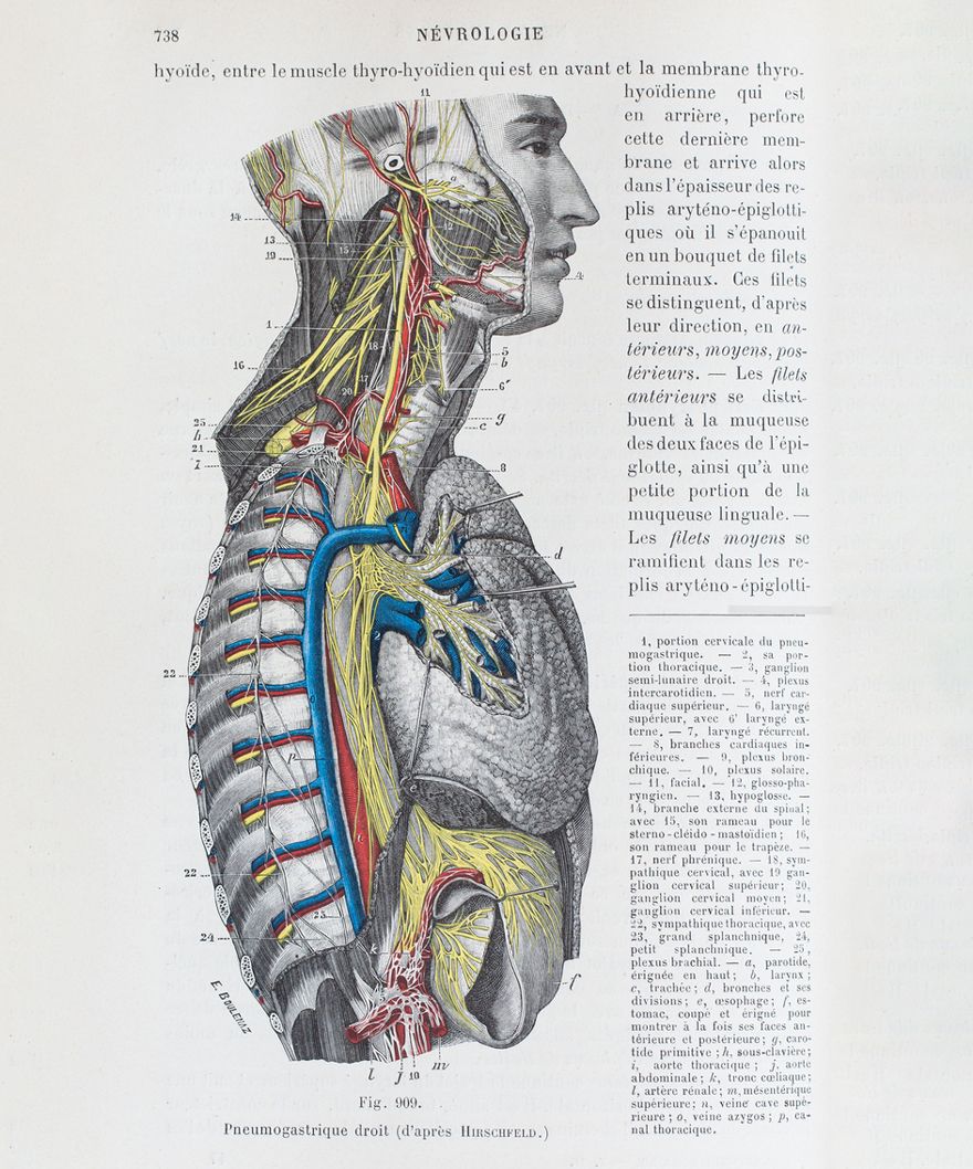 Anatomical diagram of the torso