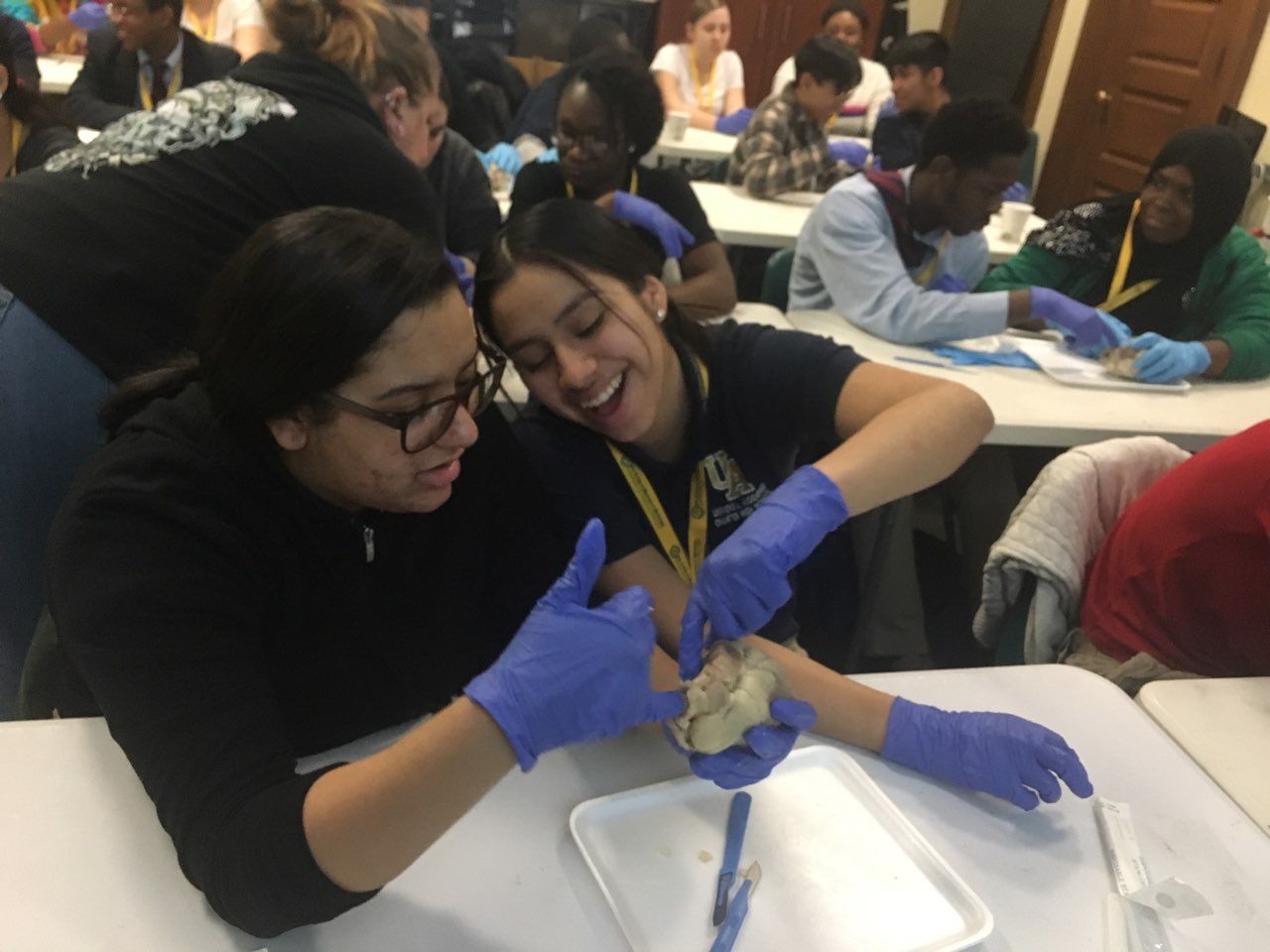 Students in the Karabots Junior Fellows Program work together to dissect a sheep heart.