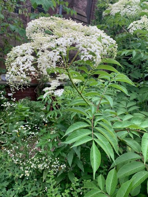 Elderberry in bloom with tiny white flowers surrounded by green leaves. 