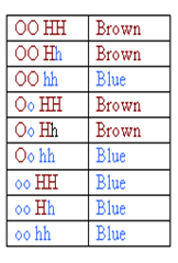 Genetic chart demonstrating the likelihood of brown or blue eye color. 