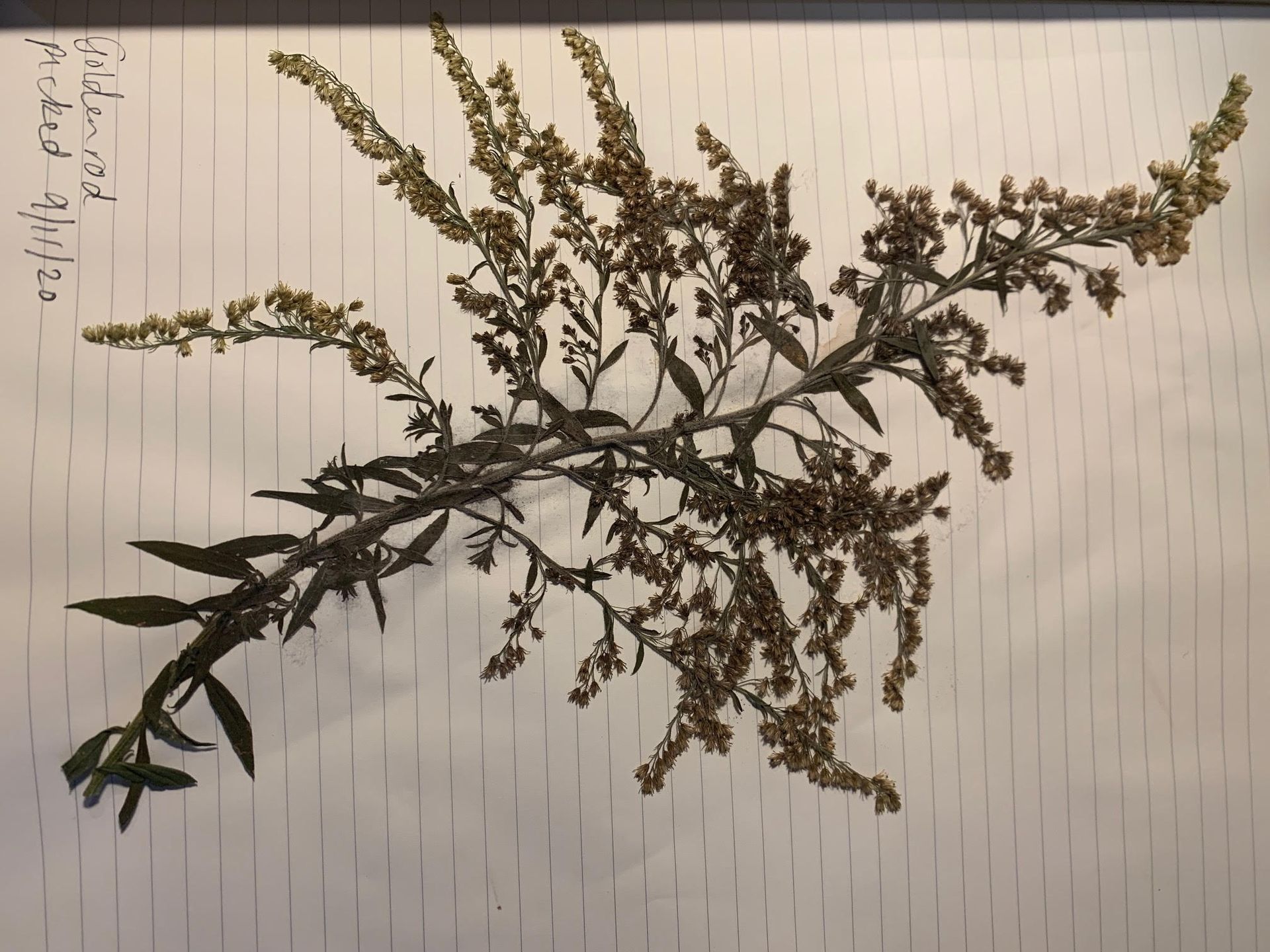 A dried goldenrod plant on top of a lined sheet of paper. In the top left corner is written, "Goldenrod picked 9/11/20" 